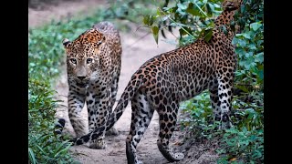 Dusk Duett  Wilpattus Whispering Couple wilpattu leopard duett inlove naturelovers wildlife [upl. by Rubin]