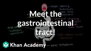 Meet the gastrointestinal tract  Gastrointestinal system physiology  NCLEXRN  Khan Academy [upl. by Wit]