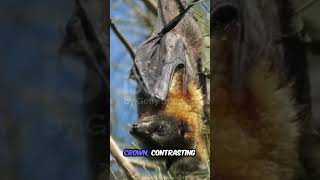 The Giant GoldenCrowned Flying Fox Natures Most Extravagant Bat [upl. by Vasya45]