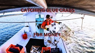 Catching Big Alabama Blue Crabs For Money Commercial Crabbing [upl. by Orji]