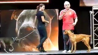 Cesar Millan Budapest 1219 Showműsor részlet [upl. by Eves595]