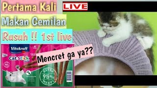 Pertama Kali Coba Vitakraft Cat Stick Mini  Perawatan Kucing  Cats Vlog  Cemilan Kucing [upl. by Annaerdna]