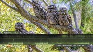 Tawny Frogmouth Call amp Sounds [upl. by Rabah9]