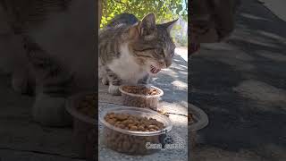 Fikriye ve eltisi pazar kediler catsvideo katze asmr dua destek keşfet merhamet [upl. by Philippine]