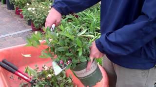 How to Trim Weigela Ground Effects Sioux Center [upl. by Kirbee79]