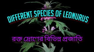 Different species of Leonurus ।। রক্তদ্রণ।। nature flowers taxonomy field MinhasPlantas [upl. by Morven]