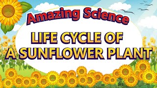 Amazing Science  Life Cycle of a Sunflower  Science for Kids  Easy Science 🌻🌻 [upl. by Kristofer]