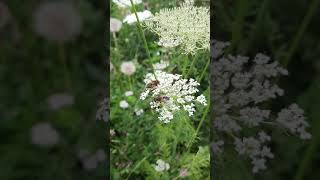 Puntbijvlieg  Eristalis nemorum [upl. by Veal]