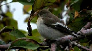 41011 2 Gobemouche noir Ficedula hypoleuca European Pied Flycatcher [upl. by Hanselka37]