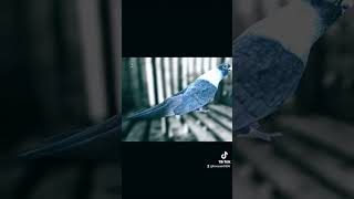 الحمامالغزارالمصري الحمامعشقلاينتهي تربيةالحمام نشالحمام هوايات طيور pigeon حمام [upl. by Rizika]