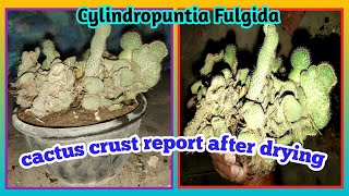 Cactus crust Cylindropuntia Fulgida repot cactus  Baghwani real terrace gardenBaghwani695 [upl. by Amando320]