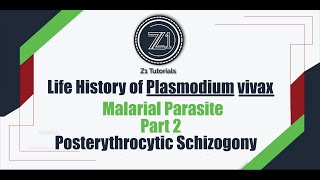 Life history of Plasmodium vivax  Part 2  Post erythrocytic Schizogony  Z1 Tutorials [upl. by Darton]