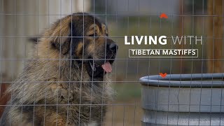 ALL ABOUT LIVING WITH TIBETAN MASTIFFS [upl. by Airun]