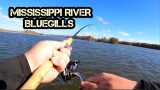 Fishing Wing dams for October Bluegills Mississippi River [upl. by Nednyl]