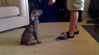 Weimaraner Puppy Tricks at 9 Weeks Old [upl. by Kean]