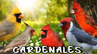 CANTOS de los 5 CARDENALES más BONITOS del Mundo ❤️🎶🎵 [upl. by Stronski]