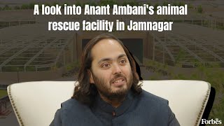 All you need to know about Anant Ambanis animal rescue facility Vantara in Jamnagar [upl. by Matti988]