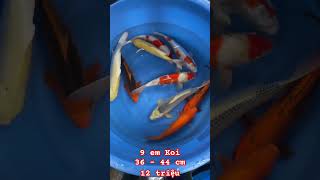 Combo 9em Koi Nhật nhiều màu sắc O77 3o7 197O cákoi cakoi koi koifish koifishpond fishing [upl. by Mcmahon999]