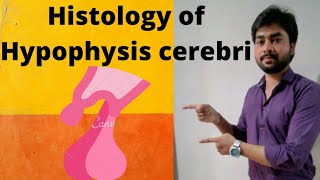 Histology of Hypophysis cerebri By Abhishek sir [upl. by Yttiy]