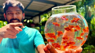 ഇങ്ങനെ ചെയ്താൽ കൂടുതൽ കുഞ്ഞുങ്ങളെ കിട്ടും  Balloon red platy fish farming [upl. by Nad]