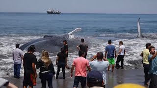 Giant beached blue whale saved by fishermen off Chile coast [upl. by Jillie]