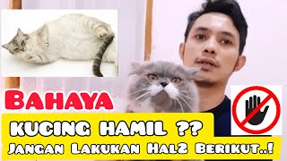 KUCING HAMIL JANGAN LAKUKAN HAL2 BERIKUT  PERAWATAN KUCING HAMIL [upl. by Natan]