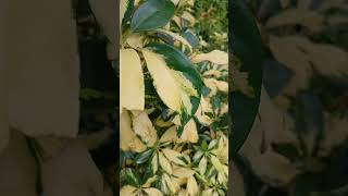 Dwarf umbrella tree Schefflera arboricola nature relaxingmusic shortvideo plants 😌 [upl. by Augusta]