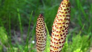 common horsetail  Equisetum arvense Identification and characteristics [upl. by Akemal]