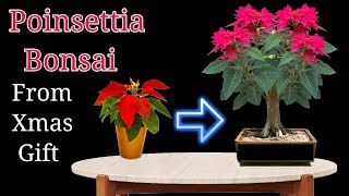 Poinsettia Bonsai from Xmas gift [upl. by Simone]