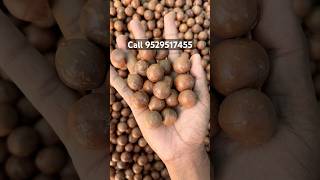 Fresh macadamia nut macadamianuts [upl. by Kifar]