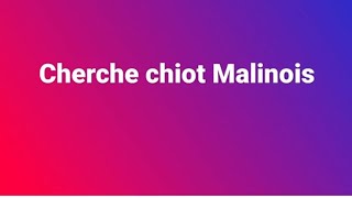 Le problème des chiens de race et les abandons [upl. by Rucker]