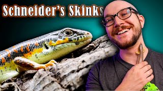 The Most Underrated Reptile EVER  Why Schneiders Skinks Are The Best Pet Lizard [upl. by Southard268]