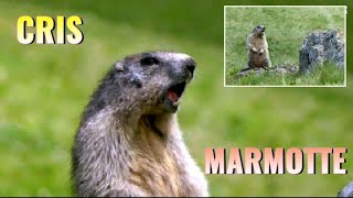 MARMOTTE qui crie  Angry Marmot [upl. by Innattirb]