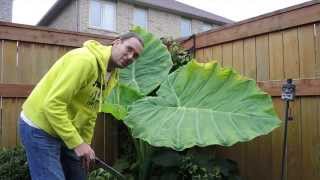 Overwintering Colocasia Gigantea Thailand Giant in a Cold Climate  Time to Bring it Indoors [upl. by Bellew]