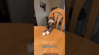 🤣🤣🤣 petschannel shortvideo cat yourcat pets catschannel yourpet animals [upl. by Lynette]