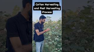 Cotton Harvesting  Ginning  Delinting  Agriculture Crop Cotton agrimentors [upl. by Ainslee]