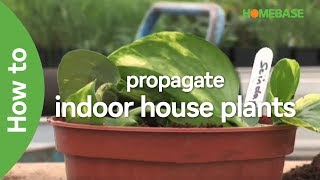 How To Propagate Indoor House Plants  Indoor Plants  Homebase [upl. by Hguh]