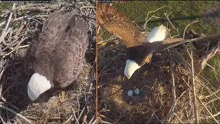 SWFL Bald Eagles 🦅 F23 lays 2nd egg 🥚🥚 M15 🦅 brings giant snack amp meets 2 🥰 2023 Nov 27 [upl. by Ranitta]