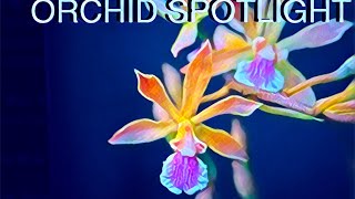 ORCHID SPOTLIGHT Encyclia xerophytica orchids fragrantorchids [upl. by Nemad]