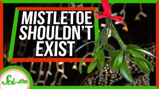 Mistletoe The Holiday Plant That Shouldn’t Exist [upl. by Yggam301]