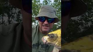 How cool is this Ripples resident fishing shortsfeed fish fishingshorts fishingvideo koi [upl. by Ubald]