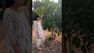 Ma farm house lo panasachettu kayalu panasakaya viralvideo viralshorts trending shorts [upl. by Rahs]