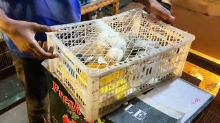 শখের ব্রাহামা মুরগির ডেলিভারি আপডেট Chicken Delivery updateশখের মুরগিওয়ালা [upl. by Oika416]