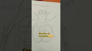 Structure of drosophila💖🤘😮💁‍♀️ drosophilaneetstudenbiologystudylifevideoshort [upl. by Nylad]