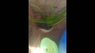 PART 2 Health benefits of Aloe vera Dagbani [upl. by Noryd]