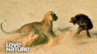 Baboon Troop Faces Down Hungry Leopard  Love Nature [upl. by Apollus]