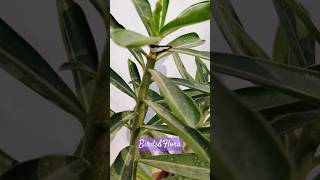 Adenium Obesum plant with a strange butterfly🧐 indoor plants  houseplants trendingshortsplants [upl. by Flemming777]