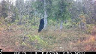 Black Bears at the Marking Tree 10212024 [upl. by Strohben624]