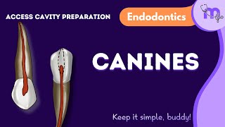 Access Cavity Preparation of Maxillary amp Mandibular Canines  Endodontics  Animated Explanation [upl. by Learrsi]