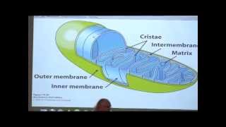 Kevin Aherns BiteSized Biochemistry 32  NeurotransmissionElectron Transport [upl. by Correna]